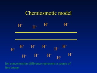 Chemiosmotic model
H+
H+
H+
H+
H+
H+ H+
H+
H+
H+
H+
H+
H+
H+
H+
Ion concentration difference represents a source of
free energy
 