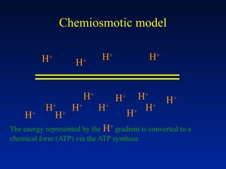 Chemiosmotic model
H+
H+
H+
H+
H+
H+
H+
H+
H+
H+
H+
H+
H+
H+
H+
The energy represented by the H+
gradient is converted to a
chemical form (ATP) via the ATP synthase
 