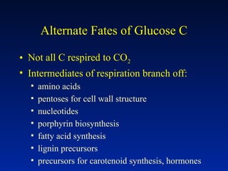 Alternate Fates of Glucose C
• Not all C respired to CO2
• Intermediates of respiration branch off:
▪ amino acids
▪ pentoses for cell wall structure
▪ nucleotides
▪ porphyrin biosynthesis
▪ fatty acid synthesis
▪ lignin precursors
▪ precursors for carotenoid synthesis, hormones
 