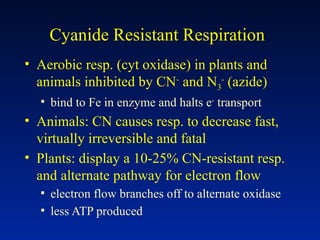 Cyanide Resistant Respiration
• Aerobic resp. (cyt oxidase) in plants and
animals inhibited by CN-
and N3
-
(azide)
▪ bind to Fe in enzyme and halts e-
transport
• Animals: CN causes resp. to decrease fast,
virtually irreversible and fatal
• Plants: display a 10-25% CN-resistant resp.
and alternate pathway for electron flow
▪ electron flow branches off to alternate oxidase
▪ less ATP produced
 