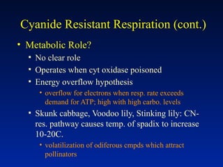 Cyanide Resistant Respiration (cont.)
• Metabolic Role?
▪ No clear role
▪ Operates when cyt oxidase poisoned
▪ Energy overflow hypothesis
• overflow for electrons when resp. rate exceeds
demand for ATP; high with high carbo. levels
▪ Skunk cabbage, Voodoo lily, Stinking lily: CN-
res. pathway causes temp. of spadix to increase
10-20C.
• volatilization of odiferous cmpds which attract
pollinators
 