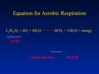 Equation for Aerobic Respiration
C6H12O6 + 6O2 + 6H2O 6CO2 + 12H2O + energy
(glucose)
(ATP)
1 mole glucose 36 ATP
 