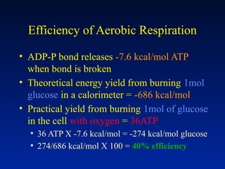 Efficiency of Aerobic Respiration
• ADP-P bond releases -7.6 kcal/mol ATP
when bond is broken
• Theoretical energy yield from burning 1mol
glucose in a calorimeter = -686 kcal/mol
• Practical yield from burning 1mol of glucose
in the cell with oxygen = 36ATP
▪ 36 ATP X -7.6 kcal/mol = -274 kcal/mol glucose
▪ 274/686 kcal/mol X 100 = 40% efficiency
 