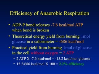 Efficiency of Anaerobic Respiration
• ADP-P bond releases -7.6 kcal/mol ATP
when bond is broken
• Theoretical energy yield from burning 1mol
glucose in a calorimeter = -686 kcal/mol
• Practical yield from burning 1mol of glucose
in the cell without oxygen = 2 ATP
▪ 2 ATP X -7.6 kcal/mol = -15.2 kcal/mol glucose
▪ 15.2/686 kcal/mol X 100 = 2.2% efficiency
 