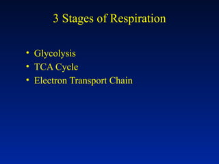 3 Stages of Respiration
• Glycolysis
• TCA Cycle
• Electron Transport Chain
 