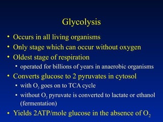 Glycolysis
• Occurs in all living organisms
• Only stage which can occur without oxygen
• Oldest stage of respiration
▪ operated for billions of years in anaerobic organisms
• Converts glucose to 2 pyruvates in cytosol
▪ with O2 goes on to TCA cycle
▪ without O2 pyruvate is converted to lactate or ethanol
(fermentation)
• Yields 2ATP/mole glucose in the absence of O2
 