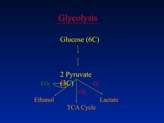 Glycolysis
Glucose (6C)
2 Pyruvate
(3C)
Ethanol Lactate
TCA Cycle
CO2
+O2
-O2 -O2
 