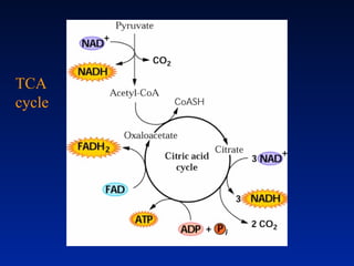 TCA
cycle
 