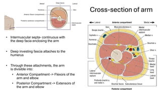 MJM L6 Muscle, Joints Arm and elbow 2526 | PDF