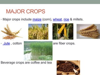 MAJOR CROPS
• Major crops include maize (corn), wheat, rice & millets.

• Jute , cotton

Beverage crops are coffee and tea

are fiber crops.

 