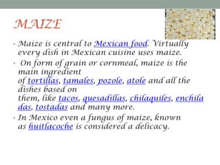 MAIZE
• Maize is central to Mexican food. Virtually

every dish in Mexican cuisine uses maize.
• On form of grain or cornmeal, maize is the
main ingredient
of tortillas, tamales, pozole, atole and all the
dishes based on
them, like tacos, quesadillas, chilaquiles, enchila
das, tostadas and many more.
• In Mexico even a fungus of maize, known
as huitlacoche is considered a delicacy.

 