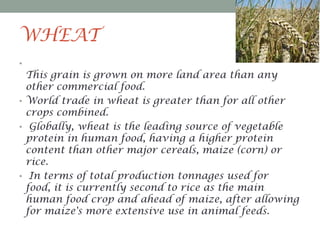 WHEAT
•

This grain is grown on more land area than any
other commercial food.
• World trade in wheat is greater than for all other
crops combined.
• Globally, wheat is the leading source of vegetable
protein in human food, having a higher protein
content than other major cereals, maize (corn) or
rice.
• In terms of total production tonnages used for
food, it is currently second to rice as the main
human food crop and ahead of maize, after allowing
for maize's more extensive use in animal feeds.

 