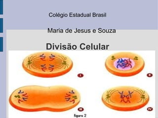 Colégio Estadual Brasil

Maria de Jesus e Souza

Divisão Celular
     Mitose
 