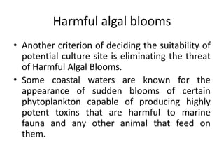 Harmful algal blooms
• Another criterion of deciding the suitability of
potential culture site is eliminating the threat
of Harmful Algal Blooms.
• Some coastal waters are known for the
appearance of sudden blooms of certain
phytoplankton capable of producing highly
potent toxins that are harmful to marine
fauna and any other animal that feed on
them.
 