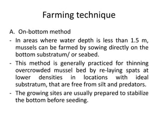 Farming technique
A. On-bottom method
- In areas where water depth is less than 1.5 m,
mussels can be farmed by sowing directly on the
bottom substratum/ or seabed.
- This method is generally practiced for thinning
overcrowded mussel bed by re-laying spats at
lower densities in locations with ideal
substratum, that are free from silt and predators.
- The growing sites are usually prepared to stabilize
the bottom before seeding.
 