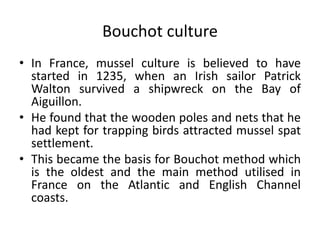 • In France, mussel culture is believed to have
started in 1235, when an Irish sailor Patrick
Walton survived a shipwreck on the Bay of
Aiguillon.
• He found that the wooden poles and nets that he
had kept for trapping birds attracted mussel spat
settlement.
• This became the basis for Bouchot method which
is the oldest and the main method utilised in
France on the Atlantic and English Channel
coasts.
Bouchot culture
 