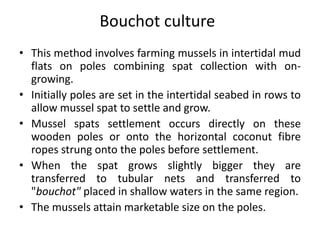 Bouchot culture
• This method involves farming mussels in intertidal mud
flats on poles combining spat collection with on-
growing.
• Initially poles are set in the intertidal seabed in rows to
allow mussel spat to settle and grow.
• Mussel spats settlement occurs directly on these
wooden poles or onto the horizontal coconut fibre
ropes strung onto the poles before settlement.
• When the spat grows slightly bigger they are
transferred to tubular nets and transferred to
"bouchot" placed in shallow waters in the same region.
• The mussels attain marketable size on the poles.
 