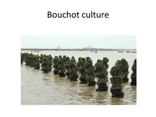 Bouchot culture
 