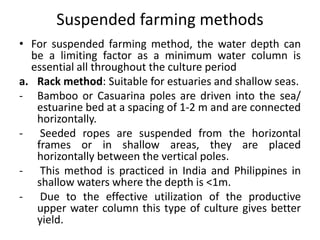 Suspended farming methods
• For suspended farming method, the water depth can
be a limiting factor as a minimum water column is
essential all throughout the culture period
a. Rack method: Suitable for estuaries and shallow seas.
- Bamboo or Casuarina poles are driven into the sea/
estuarine bed at a spacing of 1-2 m and are connected
horizontally.
- Seeded ropes are suspended from the horizontal
frames or in shallow areas, they are placed
horizontally between the vertical poles.
- This method is practiced in India and Philippines in
shallow waters where the depth is <1m.
- Due to the effective utilization of the productive
upper water column this type of culture gives better
yield.
 