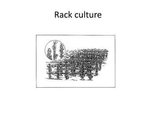 Rack culture
 
