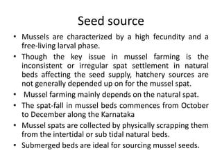 Seed source
• Mussels are characterized by a high fecundity and a
free-living larval phase.
• Though the key issue in mussel farming is the
inconsistent or irregular spat settlement in natural
beds affecting the seed supply, hatchery sources are
not generally depended up on for the mussel spat.
• Mussel farming mainly depends on the natural spat.
• The spat-fall in mussel beds commences from October
to December along the Karnataka
• Mussel spats are collected by physically scrapping them
from the intertidal or sub tidal natural beds.
• Submerged beds are ideal for sourcing mussel seeds.
 