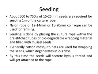 Seeding
• About 500 to 750 g of 15-25 mm seeds are required for
seeding 1m of the culture rope.
• Nylon rope of 12-14mm or 15-20mm coir rope can be
used for farming.
• Seeding is done by placing the culture rope within the
pre-stitched tubes of bio-degradable wrapping material
and filled with mussel seeds.
• Generally cotton mosquito nets are used for wrapping
the seeds, which degenerates in 2-3 days.
• By this time the seeds will secrete byssus thread and
will get attached to the rope.
 