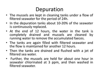 Depuration
• The mussels are kept in cleaning tanks under a flow of
filtered seawater for the period of 24h.
• In the depuration tanks about 10-20% of the seawater
is continuously replaced.
• At the end of 12 hours, the water in the tank is
completely drained and mussels are cleaned by
running water to remove the accumulated faeces.
• The tanks are again filled with filtered seawater and
the flow is maintained for another 12 hours.
• Then the tanks are drained and flushed with a jet of
filtered sea water.
• Further, the mussels are held for about one hour in
seawater chlorinated at 3 ppm, and then washed in
filtered seawater.
 