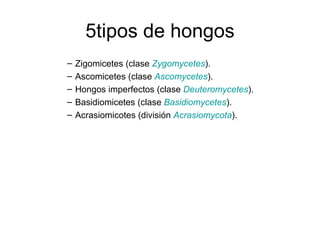 5tipos de hongos Zigomicetes (clase  Zygomycetes ). Ascomicetes (clase  Ascomycetes ). Hongos imperfectos (clase  Deuteromycetes ). Basidiomicetes (clase  Basidiomycetes ). Acrasiomicotes (división  Acrasiomycota ).  