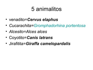 5 animalitos venadito= Cervus elaphus   Cucarachita= Gromphadorhina  portentosa Alcesito= Alces alces   Coyotito= Canis latrans   Jirafitita= Giraffa camelopardalis   