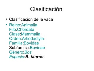 Clasificación  Clasificacion de la vaca Reino : Animalia Filo : Chordata Clase : Mammalia Orden : Artiodactyla Familia : Bovidae Subfamilia: Bovinae Género : Bos Especie : B. taurus 