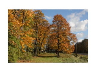 2009./10. mācību gads 1.semestris Malnavas koledžā