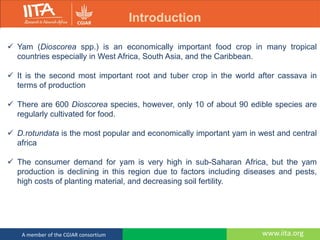 Regeneration and genetic transformation of yam | PDF
