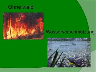 Ohne wald
Wasserverschmutzung