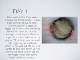DAY 1
   Once upon a time there was a
medaka egg named Reggie. He has
   been born for about 33 hours
    which makes him in stage 20.
Reggie has no heart beat now since
   he was just born and he is just
 waiting to hatch. He has ﬁlaments,
oil globule, somites, forebrain, and a
yolk sac. All of these structures will
    help reggie survive and hatch.
When Reggie was put into my life I
wanted to take care of him so well
 and he was going to look just like
    me. Reggie needs fresh spring
      water to live and to hatch.
 