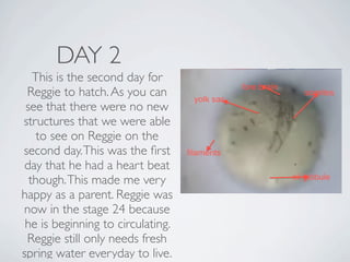 DAY 2
   This is the second day for
 Reggie to hatch. As you can
 see that there were no new
structures that we were able
    to see on Reggie on the
second day. This was the ﬁrst
 day that he had a heart beat
  though. This made me very
happy as a parent. Reggie was
now in the stage 24 because
 he is beginning to circulating.
 Reggie still only needs fresh
spring water everyday to live.
 