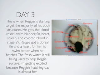 DAY 3
This is when Reggie is starting
to get the majority of his body
 structures. He gets the blood
vessel, swim bladder, ﬁn, heart,
  spleen, and colored blood in
 stage 29. Reggie got a dorsal
   ﬁn and a heart for him to
      swim better when he
hatches. The fresh water is still
   being used to help Reggie
   survive. Im getting excited
 because Reggie’s hatching day
          is almost her.
 