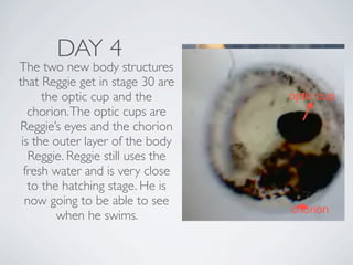 DAY 4
The two new body structures
that Reggie get in stage 30 are
      the optic cup and the
   chorion. The optic cups are
Reggie’s eyes and the chorion
 is the outer layer of the body
   Reggie. Reggie still uses the
  fresh water and is very close
   to the hatching stage. He is
  now going to be able to see
         when he swims.
 