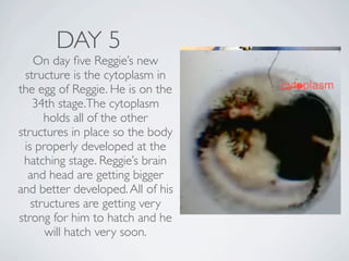DAY 5
    On day ﬁve Reggie’s new
  structure is the cytoplasm in
the egg of Reggie. He is on the
    34th stage.The cytoplasm
      holds all of the other
structures in place so the body
 is properly developed at the
 hatching stage. Reggie’s brain
   and head are getting bigger
and better developed. All of his
   structures are getting very
strong for him to hatch and he
      will hatch very soon.
 