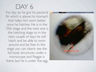 DAY 6
For day six he got his pectoral
ﬁn which is above his stomach
   that helps him swim better
 once he hatches. He is in the
35th stage and the next one is
  the hatching stage so in the
   next couple of days he will
   hatch and be able to swim
   around and be free. In this
 stage you can clearly see the
  full body structures under a
    microscope and Reggie is
there, but he is under the egg.
 