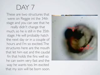 DAY 7
 These are two structures that
  were on Reggie int the 34th
 stage and you can see that he
     really didn't change that
 much, so he is still in the 35th
  stage. He will probably hatch
 the next day or in a couple of
 hours and I’m so excited. The
structures here are the mouth
that let him eat and the caudal
  ﬁn that holds the ﬁns well so
he can swim very fast and the
 way he wants too. Im excited
that my son will be born soon.
 