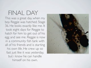 FINAL DAY
This was a great day, when my
boy Reggie was hatched. Stage
36. He looks exactly like me. It
 took eight days for Reggie to
hatch for him to get out of his
egg and see me. Reggie is now
in a community ﬁsh tank with
all of his friends and is starting
   his own life. He crew up so
  fast just like it was yesterday,
    but i know he can handle
        himself on his own.
 