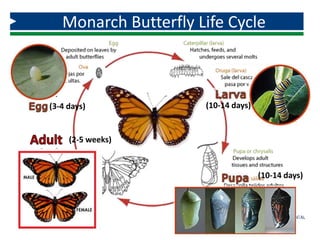 Monarch Butterfly Life Cycle
(3-4 days) (10-14 days)
(10-14 days)
(2-5 weeks)
 