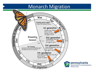 Monarch Migration
 