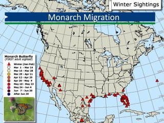 Monarch Migration
 