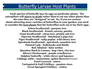 Each species of butterfly lays its eggs on particular plants. The
caterpillars will starve to death rather than to eat any other plants than
the ones they are “designed” to eat. So, if you are serious
about attracting more varieties of butterflies to your garden, you need
to consider the host plants that the butterflies seek out to lay their eggs.
Zebra Swallowtail - pawpaw tree
Black Swallowtail - fennel, carrots, parsley
Giant Swallowtail - citrus tree, prickly ash tree
Pipevine Swallowtail - Dutchman's pipevine
Tiger Swallowtail - tulip poplar, wild cherry tree
Spicebush Swallowtail - spicebush, sassafras tree
Painted Lady - hollyhocks and thistle
Red Admiral - false nettles
Question Mark & Comma - hop vines, elm tree
Silvery Checkerspot - purple coneflowers
Sulphur butterfly - white clover and legumes
Cabbage white - nasturtium, spider flowers(Cleome)
Pearl Crescent - asters
Variegated & Gulf Fritillary - passion vines
Great Spangled Fritillary - violets
Butterfly Larvae Host Plants
 