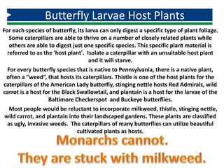 For each species of butterfly, its larva can only digest a specific type of plant foliage.
Some caterpillars are able to thrive on a number of closely related plants while
others are able to digest just one specific species. This specific plant material is
referred to as the 'host plant'. Isolate a caterpillar with an unsuitable host plant
and it will starve.
For every butterfly species that is native to Pennsylvania, there is a native plant,
often a “weed”, that hosts its caterpillars. Thistle is one of the host plants for the
caterpillars of the American Lady butterfly, stinging nettle hosts Red Admirals, wild
carrot is a host for the Black Swallowtail, and plantain is a host for the larvae of the
Baltimore Checkerspot and Buckeye butterflies.
Most people would be reluctant to incorporate milkweed, thistle, stinging nettle,
wild carrot, and plantain into their landscaped gardens. These plants are classified
as ugly, invasive weeds. The caterpillars of many butterflies can utilize beautiful
cultivated plants as hosts.
Butterfly Larvae Host Plants
 