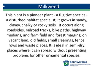 Milkweed
This plant is a pioneer plant - a fugitive species -
a disturbed habitat specialist, it grows in sandy,
clayey, chalky or rocky soils. It occurs along
roadsides, railroad tracks, bike paths, highway
medians, and farm field and forest margins; on
vacant land, old fields, small clearings, fence
rows and waste places. It is ideal in semi-dry
places where it can spread without presenting
problems for other ornamental species.
 