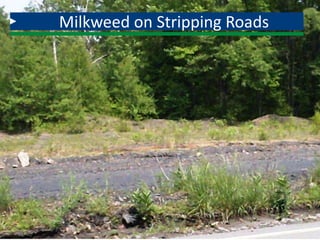 Milkweed on Stripping Roads
 