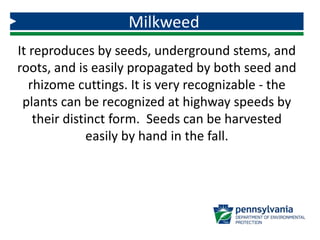 Milkweed
It reproduces by seeds, underground stems, and
roots, and is easily propagated by both seed and
rhizome cuttings. It is very recognizable - the
plants can be recognized at highway speeds by
their distinct form. Seeds can be harvested
easily by hand in the fall.
 