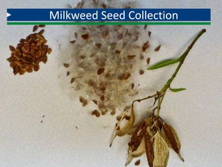 Timing of collection of milkweed pods or seeds is
critical. If you squeeze the pods and they don’t open
easily, they don’t contain mature brown seeds. Pale or
white seeds should be not collected. Dry collected pods
in an open area with good air circulation. Once the pods
are thoroughly dry, the seeds can be separated from the
coma, or silk-like ballooning material, by hand, or by
stripping the seeds and coma from the pods into a
paper bag. Shake the contents of the bag vigorously to
separate the seeds from the coma and then cut a small
hole in a corner of the bottom of the bag and shake out
the seeds. `
Milkweed Seed Collection
 